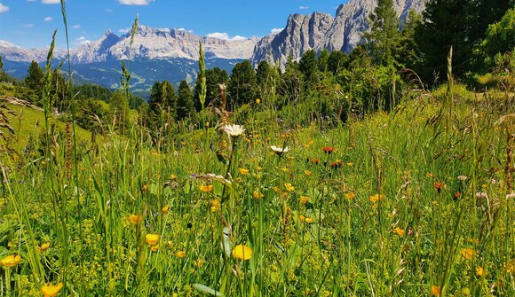 The flora of the Medalghes alp
