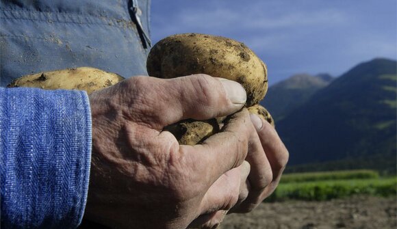 Erdäpflfest und Erdäpflwochen
