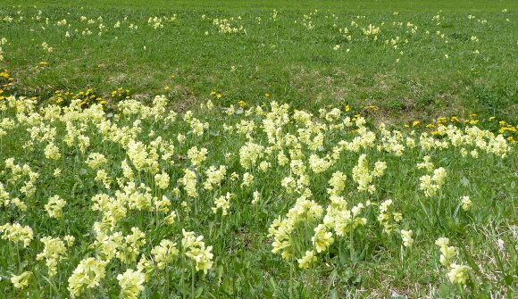 Kräuter- und Almwiesen-Wanderung