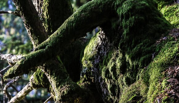 "Bäume und stille, besondere Orte"