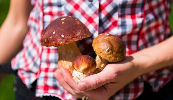 The mushrooms of our woods - exhibition