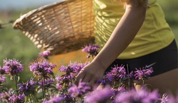 Hike: Healing powers of nature