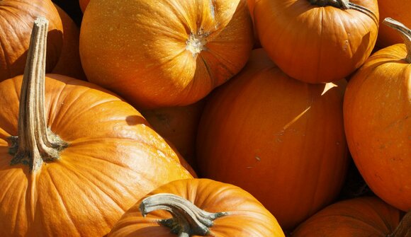Pumpkin days in Lana