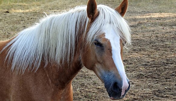 Haflinger Ausstellung