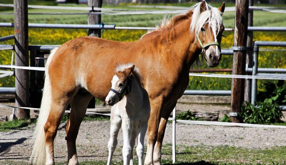 Ponyreiten und die Welt der Bienen