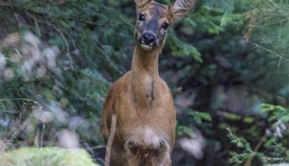 Dem Wild auf der Spur