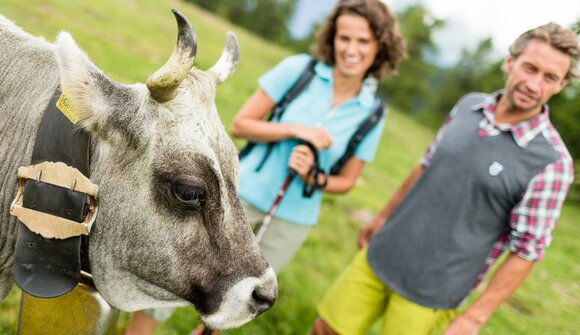 Guided tour: life on a mountain farm