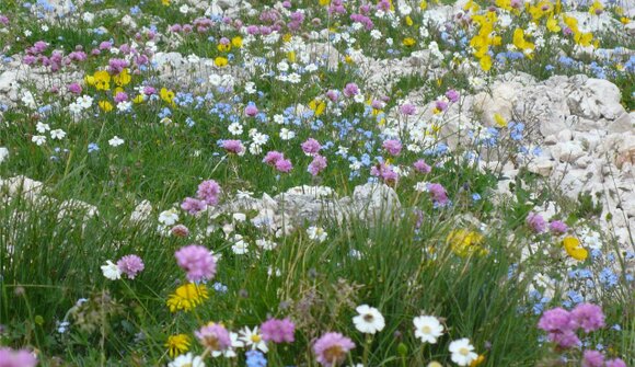 Geführte Wanderung:Lech de Crespëina