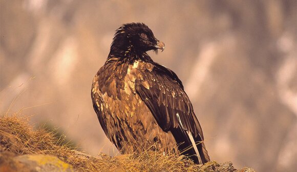 The Bearded Vulture Learns to Fly