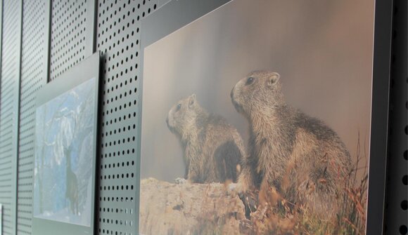 Tierische Tricks im Hochgebirge