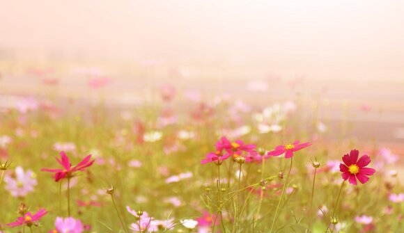 Visita culturale al Giardino d'Europa