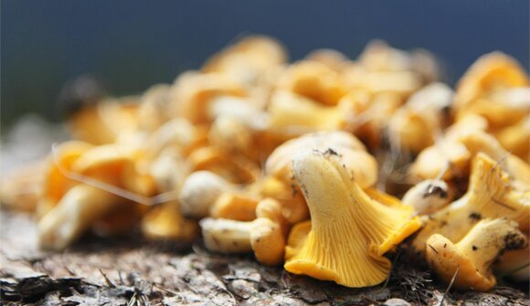Settimane gastronomiche: il bosco