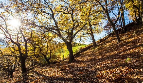Escursione autunnale guidata