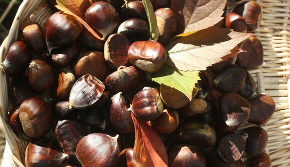 Foliage e sapori del Monte Baldo