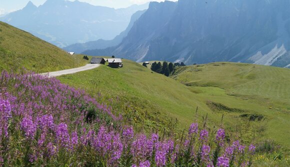 Meadows of Medalges