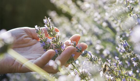 La farmacia della natura
