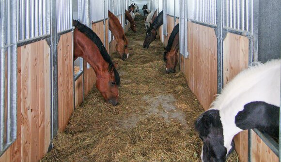 Winter hike to a riding stable