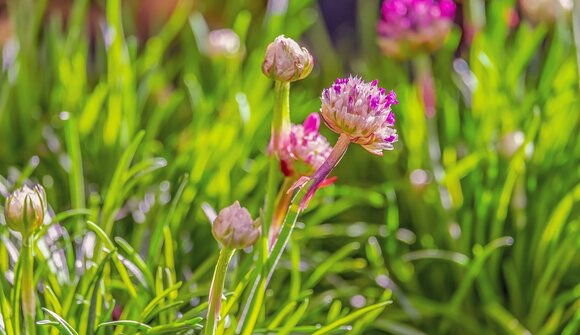 Arts and handcrafts in the garden
