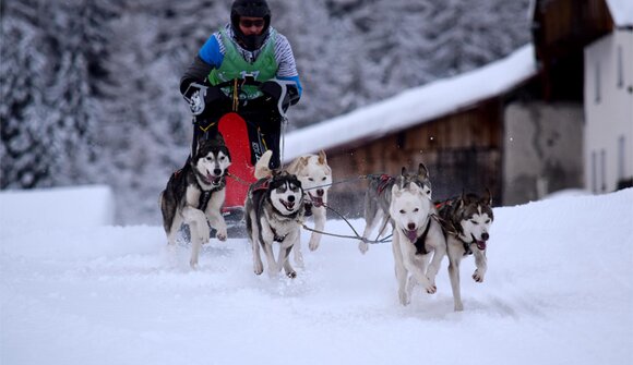 Int. sled dog race