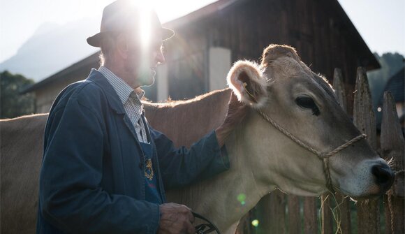 Curiosities about the farm animals