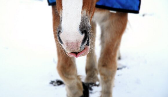 Horses Sleigh Races and Skijöring