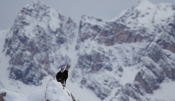 Wildlife observation in the snow