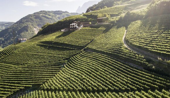 Giornate del Riesling - Degustazione