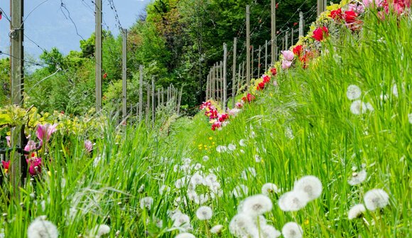 Traminer Kräuterwanderung