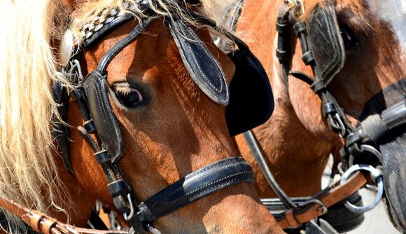 Gita in slitta trainata da cavalli