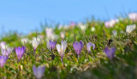 Crocus Festival