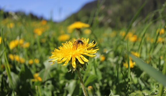 Dandelion Weeks - Alta Val di Non