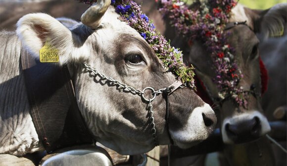Animals return to lower pastures