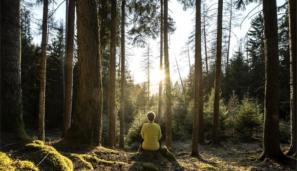 Alpine forest bathing