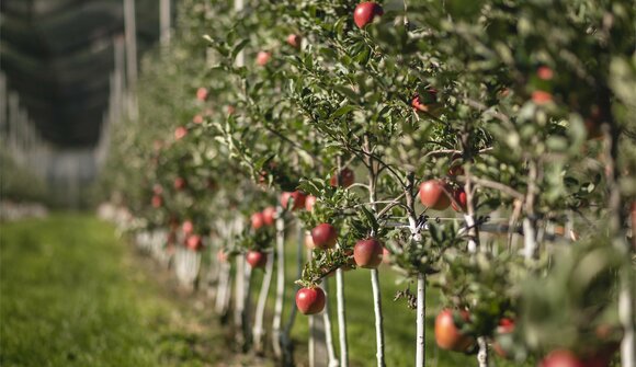 Guided apple tour at the Grieserhof