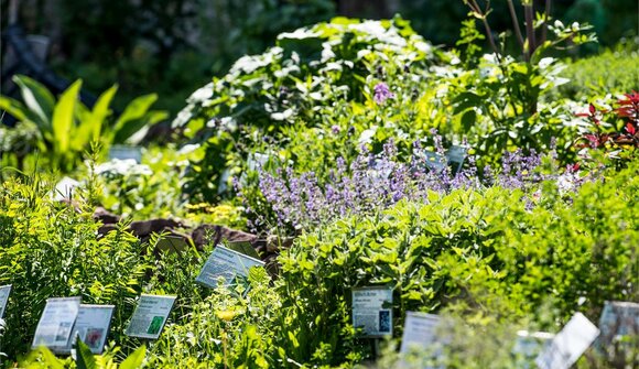 Viewing of the herb garden