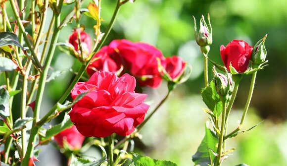 Musik & Rose