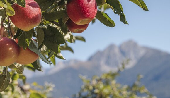 Walk through the orchards