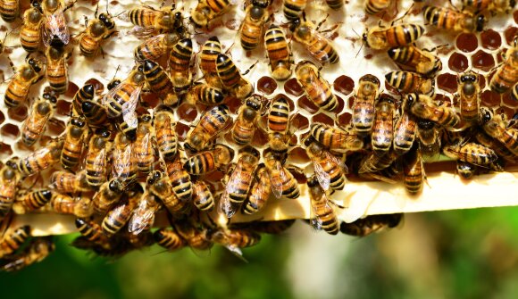 Visita al Museo del Miele