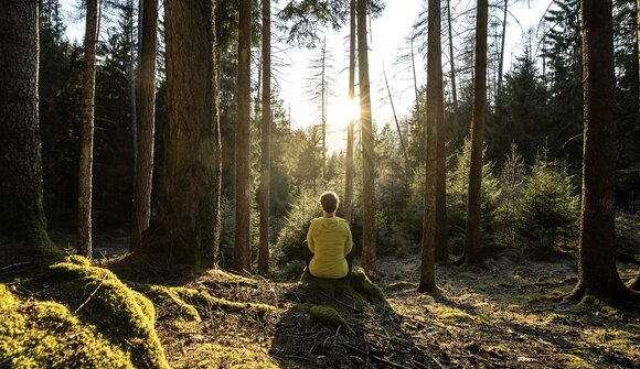 Mental strength, forest and roots