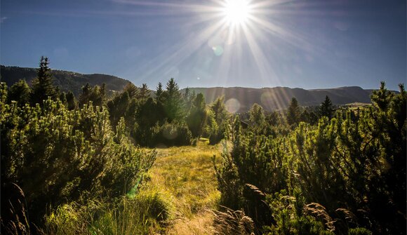 The power of the mountain pine