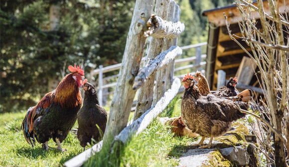 Höfewanderung: Seppnerhof Pfelders